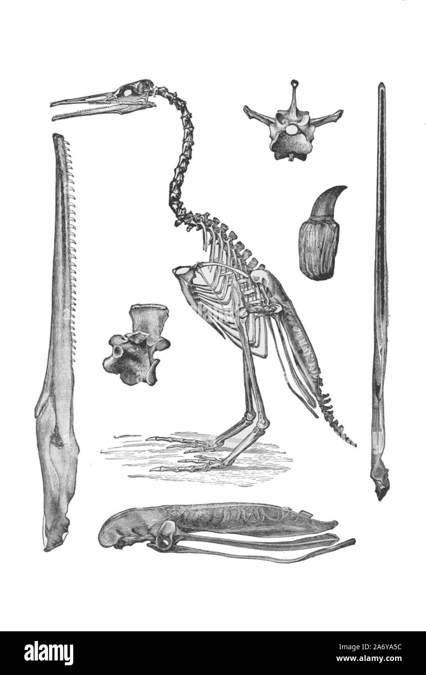 Vintage Illustration Of An Extinct Animal Stock Photo - Alamy
