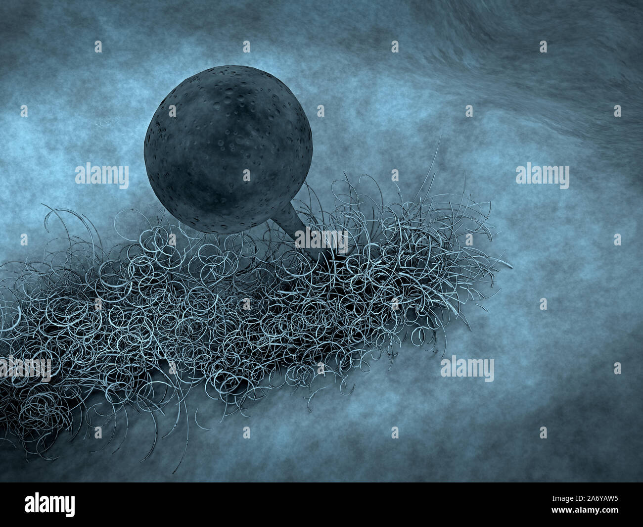 reproduction of fungi, fungus growing, growth of the fungus Stock Photo