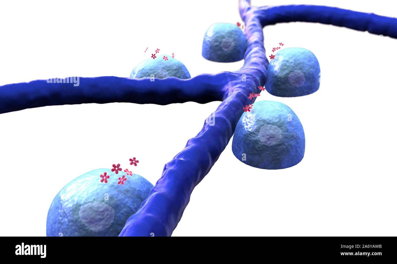 3D illustration of Beta cells and insulin, Vein and cells, Beta cells on the pancreas surface, autoimmune disease, Beta cells produce insulin Stock Photo