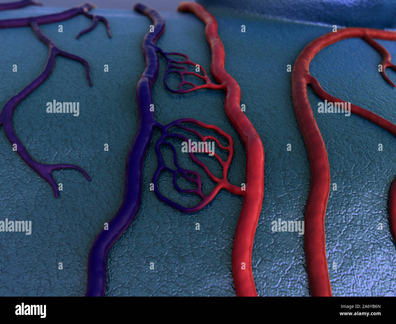Human Capillary, Cardio-vascular, human vein and artery Stock Photo