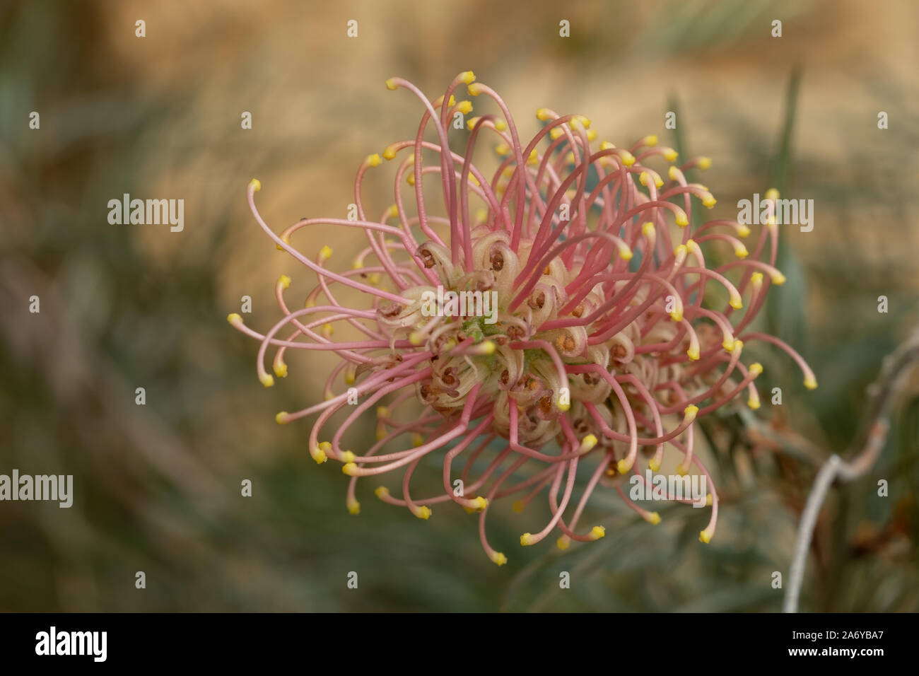 Pink protea flowers photographed in a greenhouse at The Newt in