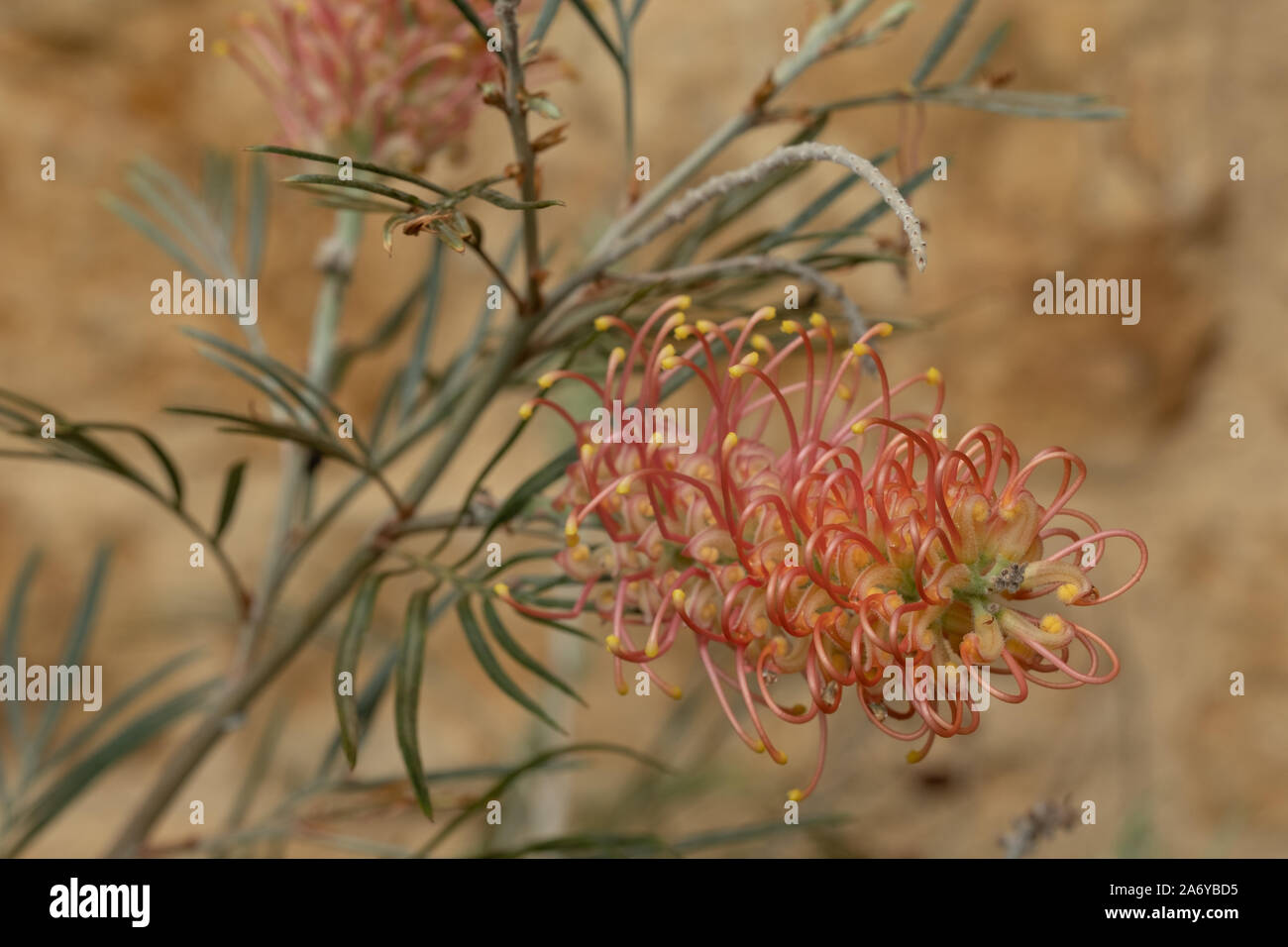 Pink protea flowers photographed in a greenhouse at The Newt in