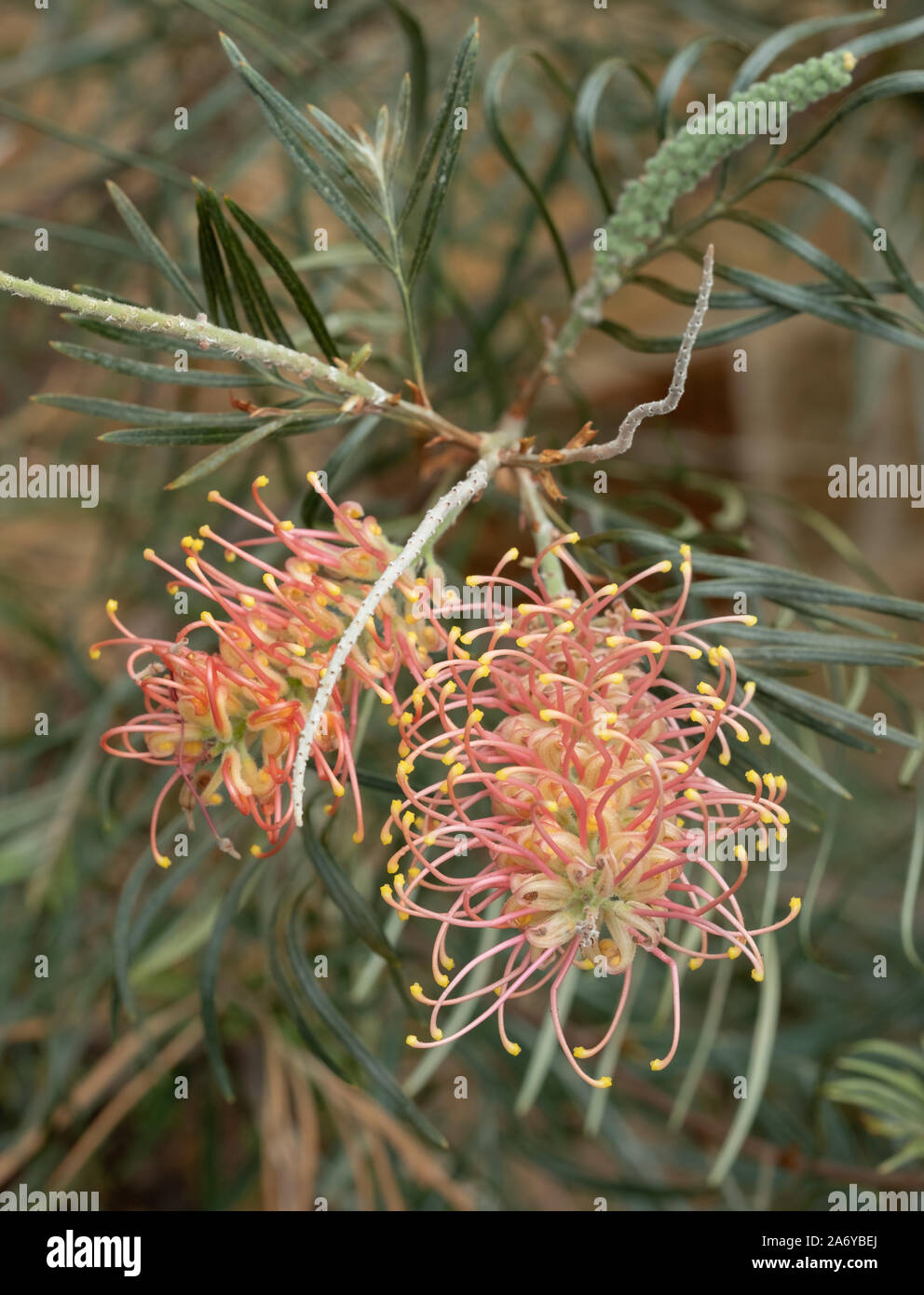 Pink protea flowers photographed in a greenhouse at The Newt in