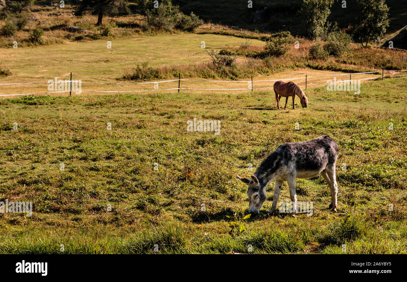 Grey donkey and brown ponny grazing on pasture on sunny day in summer in swiss Alpine village Zinal, Valais, Switzerland Stock Photo
