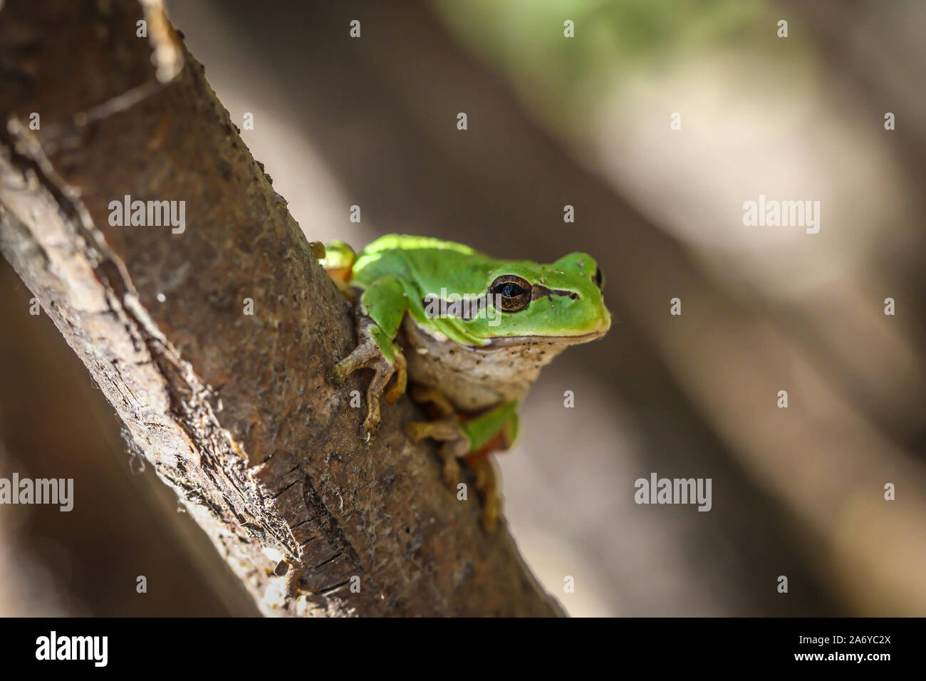 Single common tree frog hi-res stock photography and images - Alamy