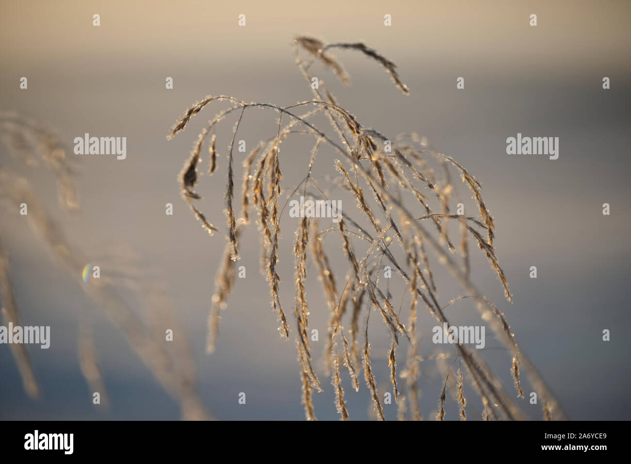 Wintery close up photo Stock Photo