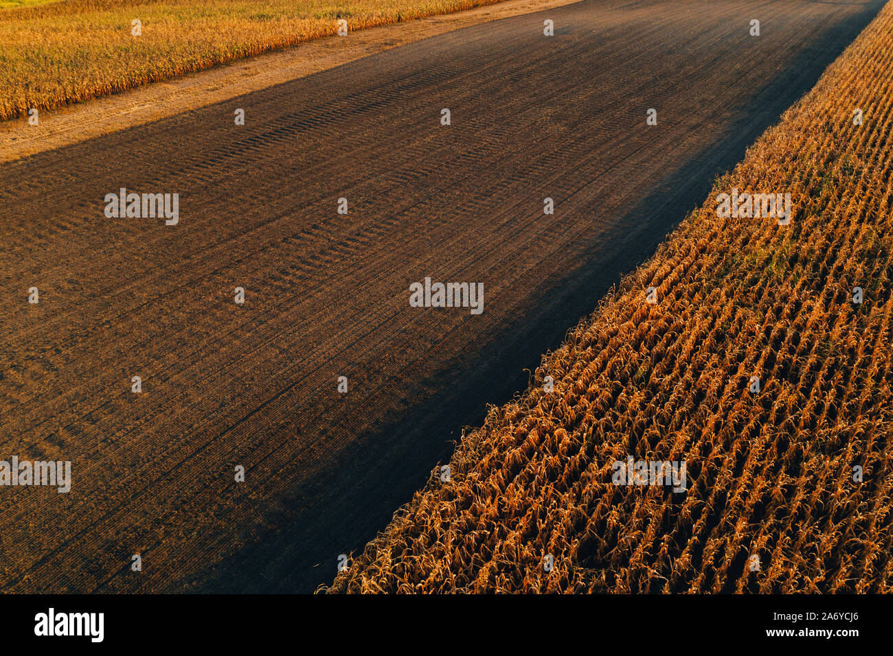 Aerial view of agricultural fields. Corn maize crop plantation from drone pov. Stock Photo