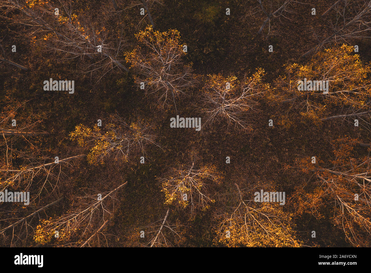 Drone forestry hi-res stock photography and images - Alamy