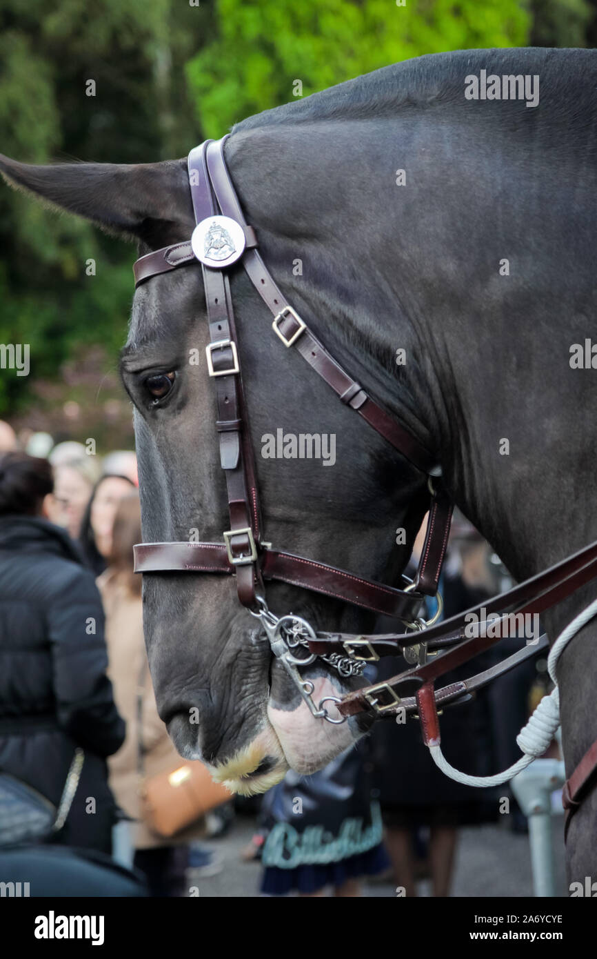 Police scotland mounted section hi-res stock photography and images - Alamy
