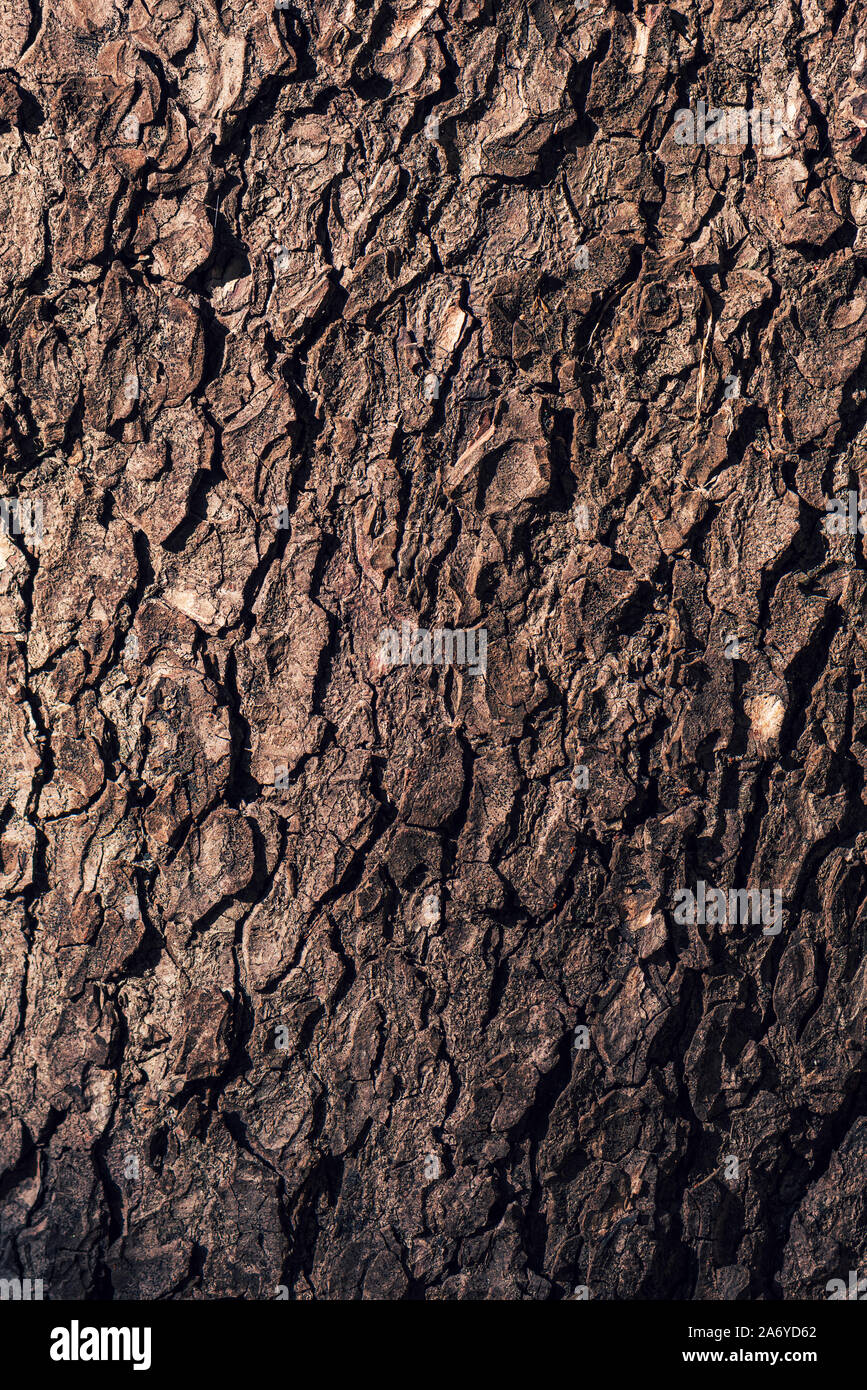 Tree bark rough texture as natural background, surface of wooden trunk crust Stock Photo