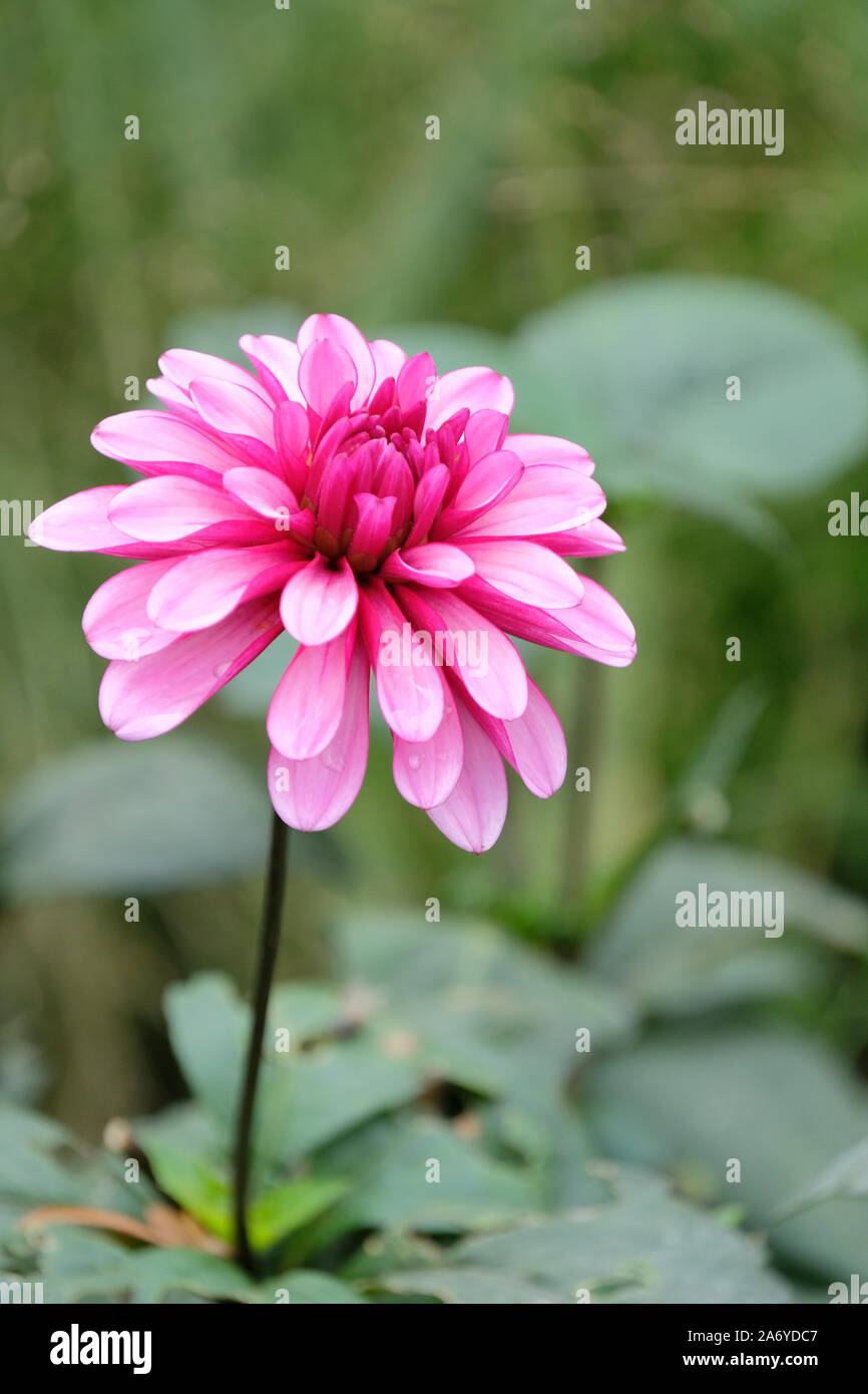 Single bloom of deep pink Dahlia 'Ruby Murray' Stock Photo
