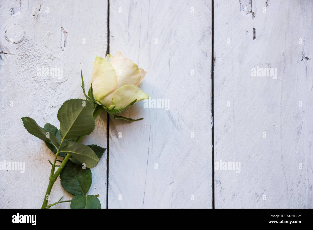 White Wood Roses A bouquet of fresh white roses on white wood Stock Photo - Alamy