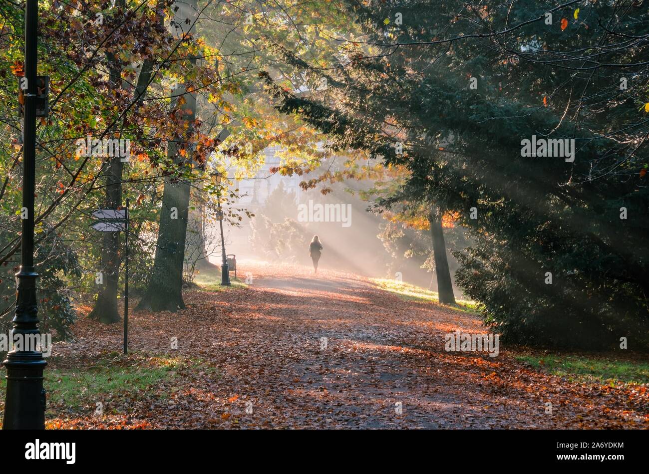 Morning autumn urban landscape. Person walking around the city park beautifully lit by the morning sun. Stock Photo