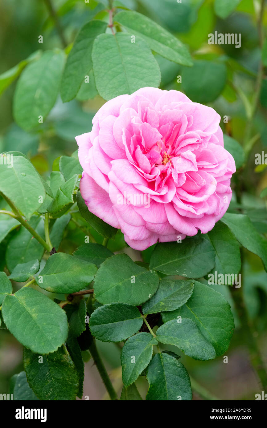 Single, pink flower of Rosa Gertrude Jekyll, rose 'Gertrude Jekyll' Stock Photo