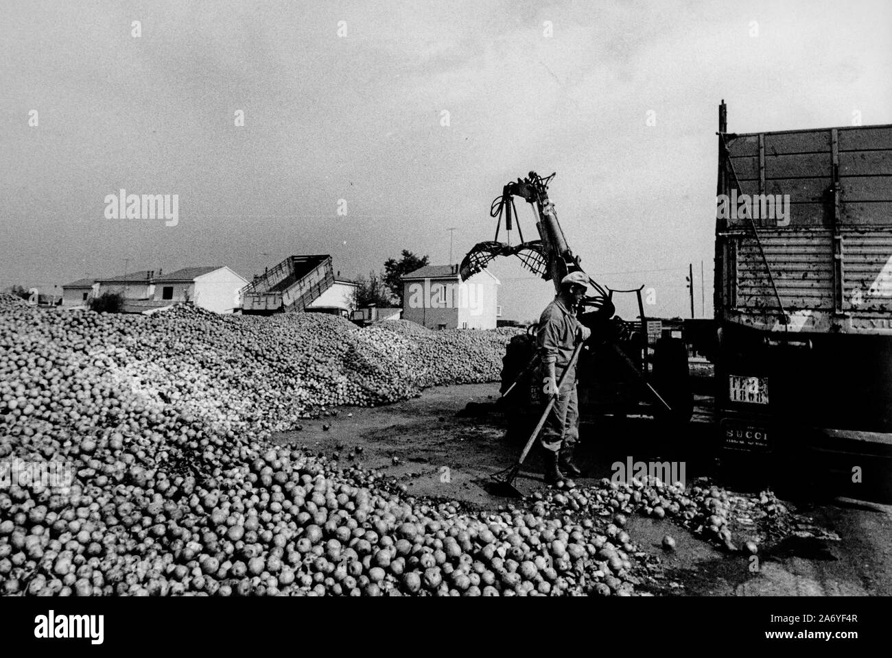 point of collection of fruit to be destroyed, ferrara, emilia romagna, 1970s Stock Photo