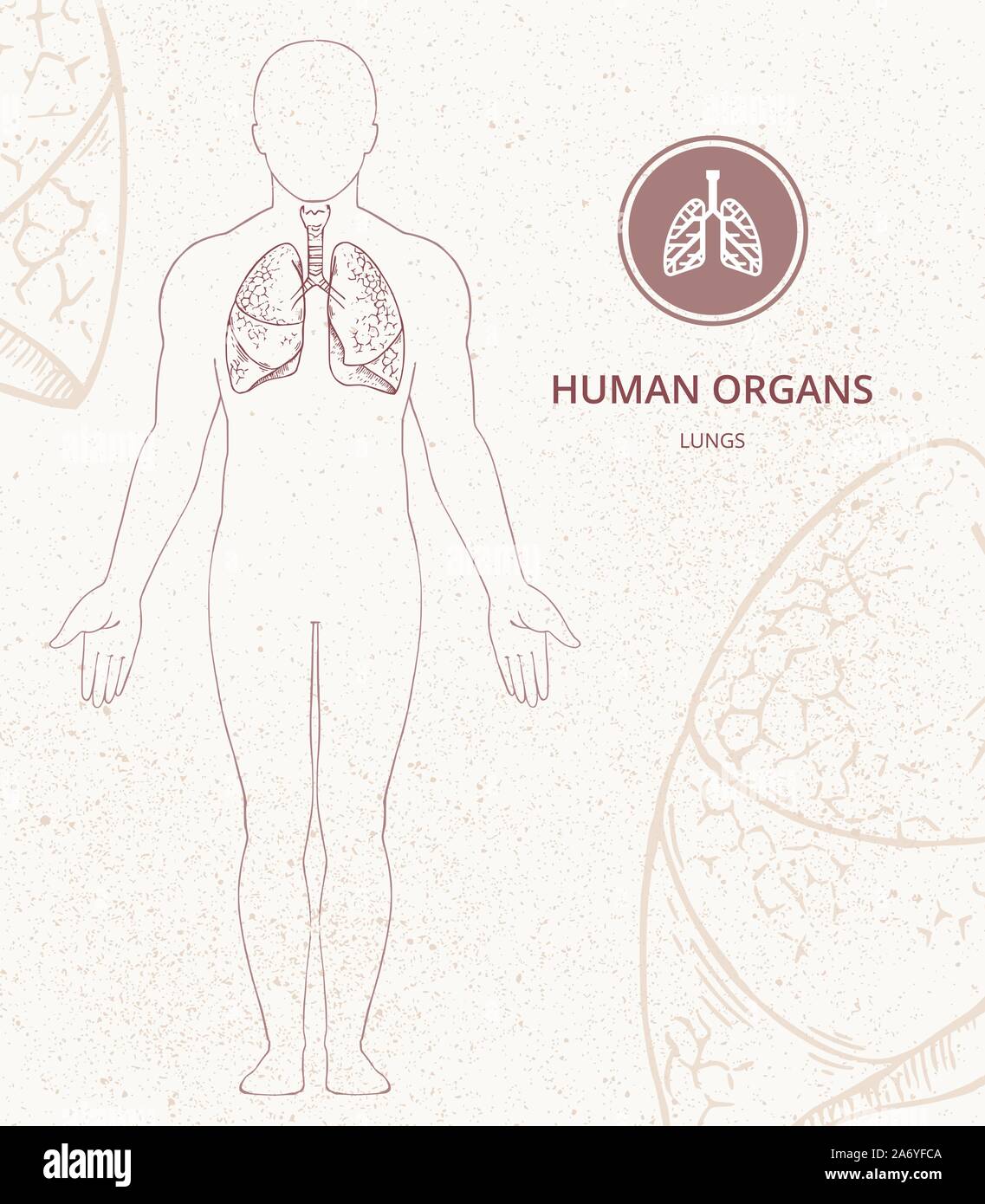 Medical banner template with place for text with the human body vector ...