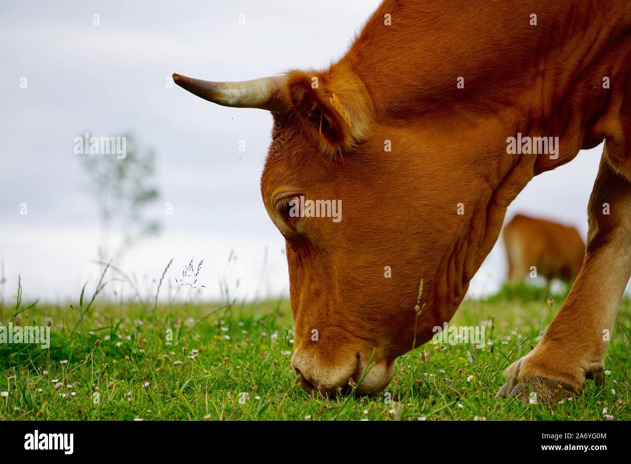 brown cow portrait in the meadow in the nature Stock Photo - Alamy
