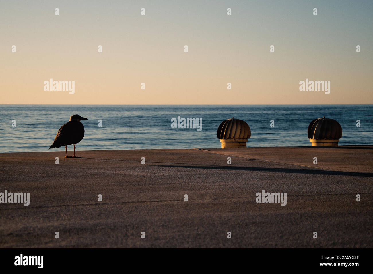 Bird on a rooftop Stock Photo