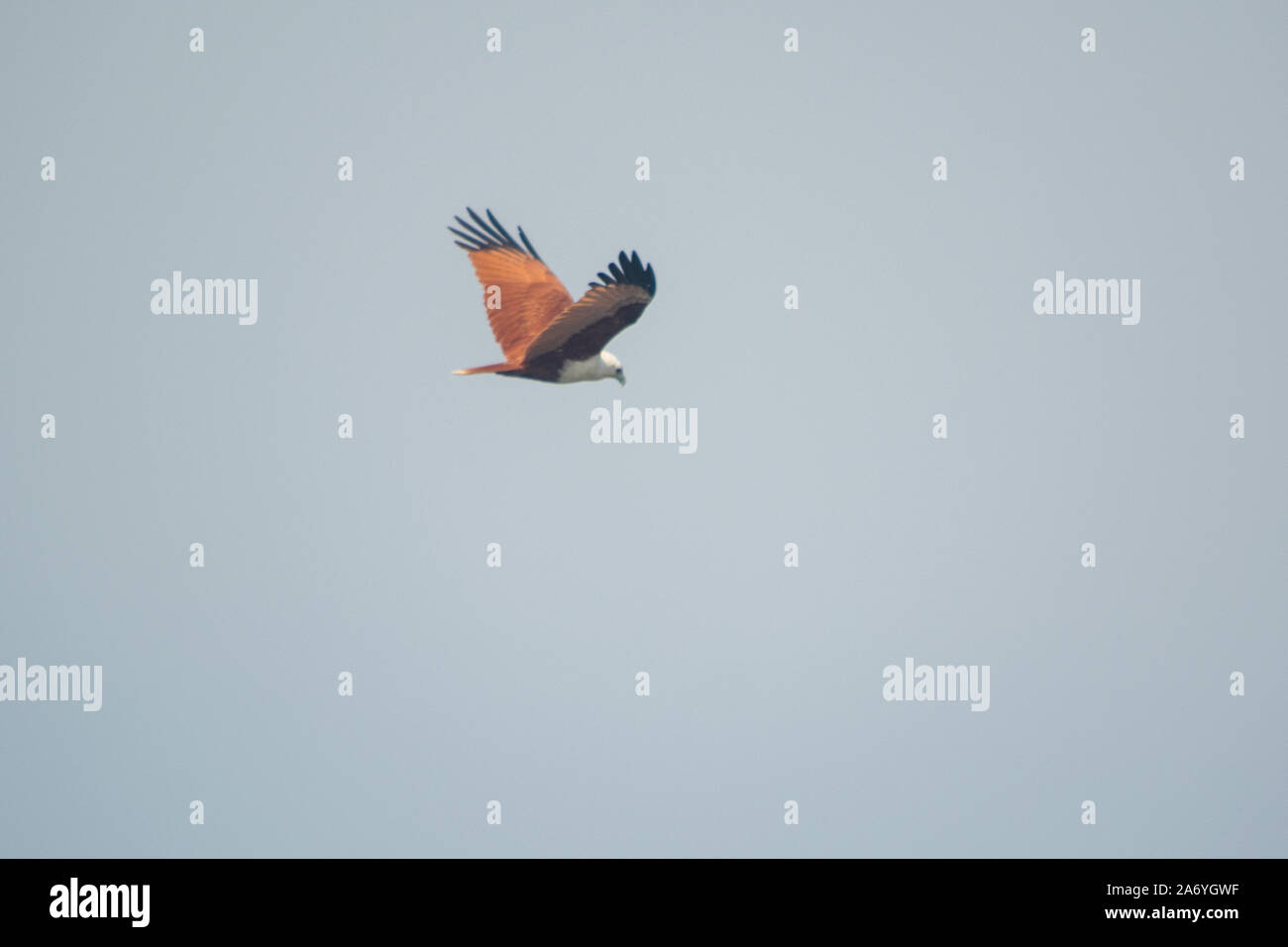 Australian Kite Flying High Resolution Stock Photography and Images Alamy