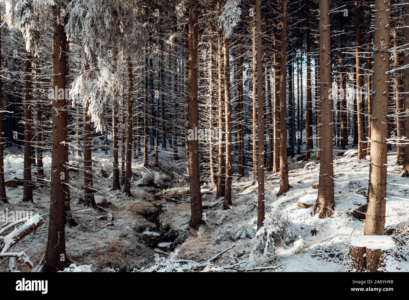 Snowy wintry coniferous forest in the Harz mountains Stock Photo