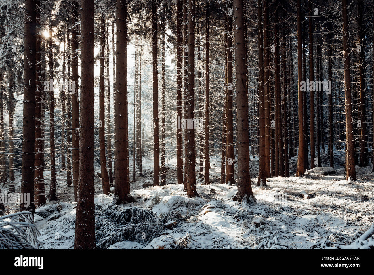 Winter forest with ice and snow and sun in the Harz mountains Stock Photo