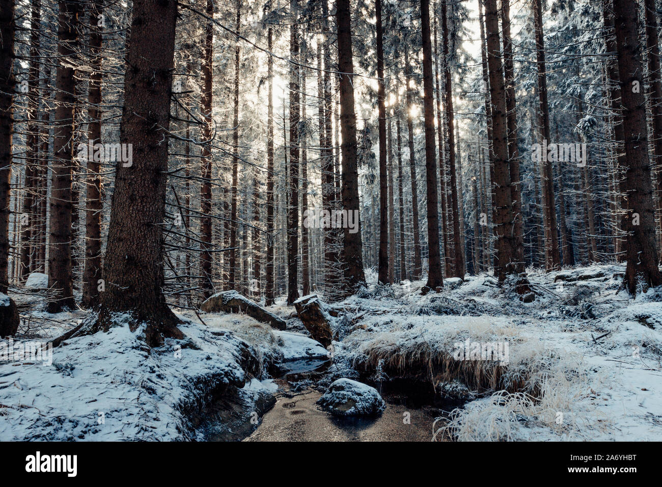 Winter forest with ice and snow and sun Stock Photo