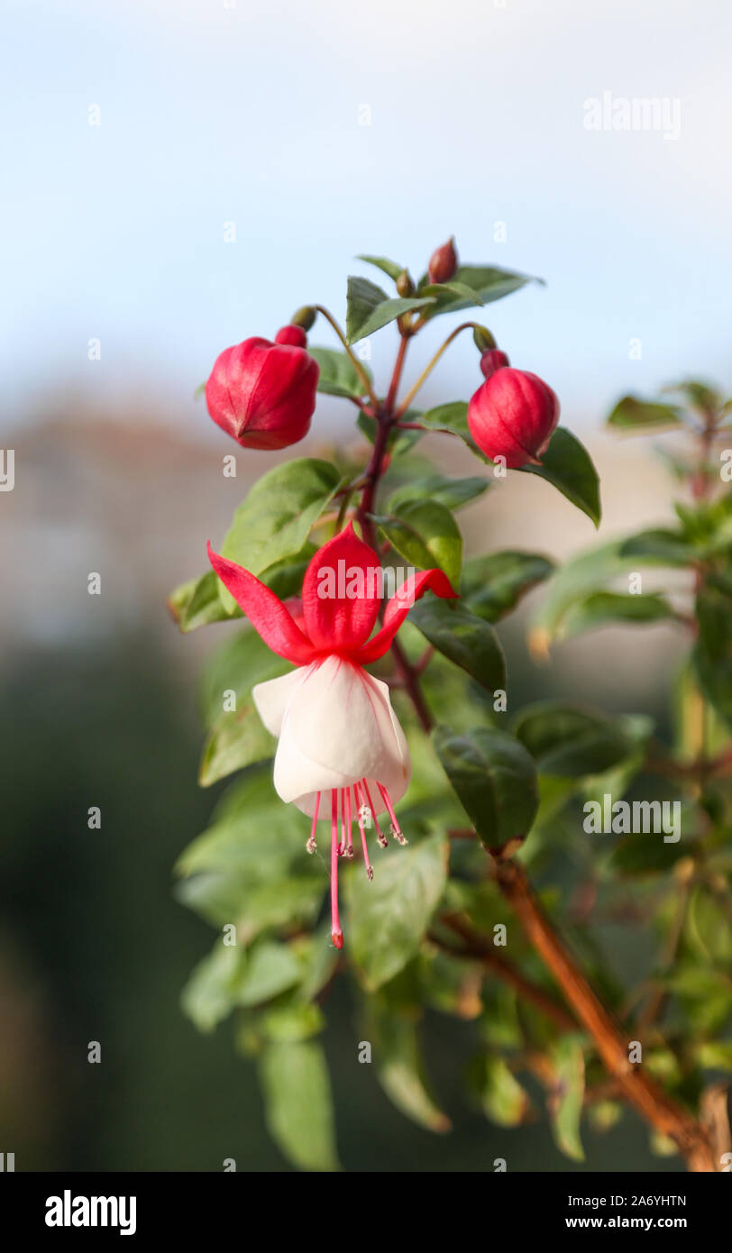 White and pink Fuchsia Flower in front of blurred green and blue backround Stock Photo