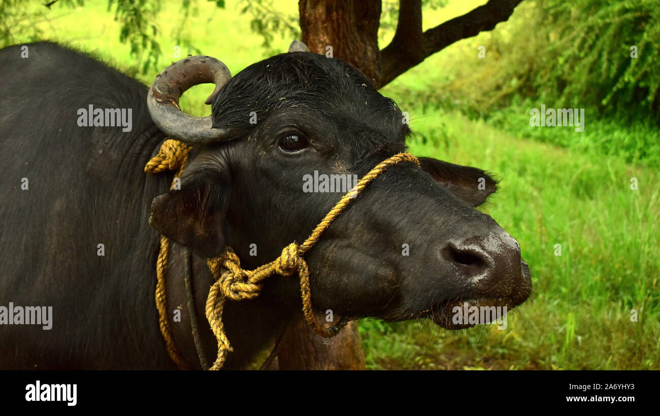 Pet animal buffalo face. The water buffalo or domestic water buffalo is a large bovid originating in the Indian subcontinent. Stock Photo