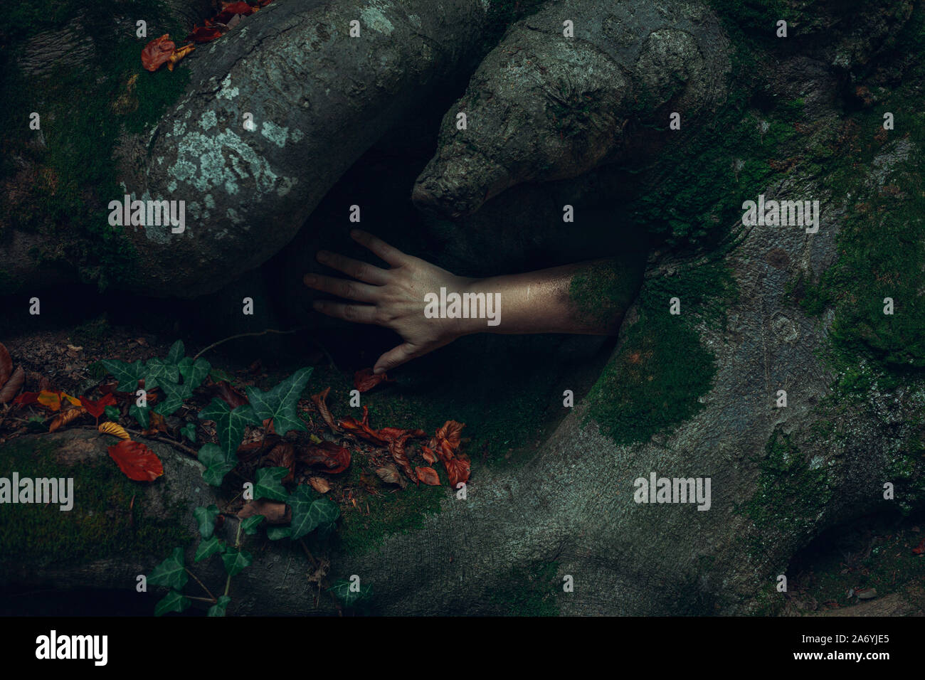 Female hand reaching from inside the old tree, ghostly and surreal ...