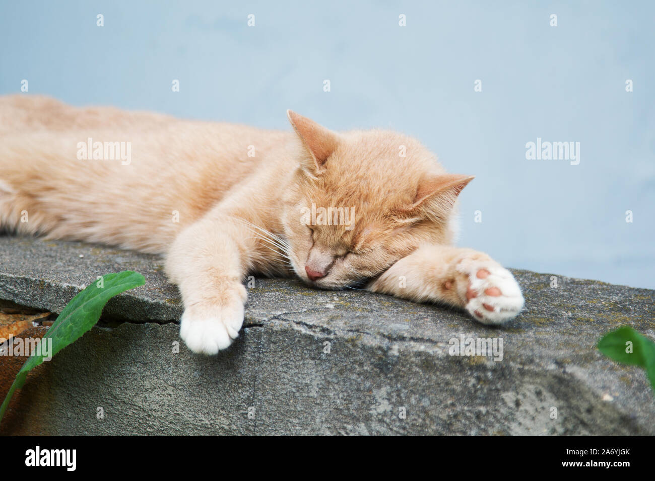 sleeping on the street red cat summer day close-up Stock Photo
