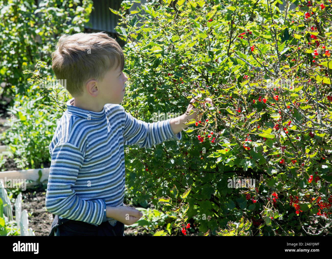 seven-year-old boy tears the berries of a red look from a bush in a garden Stock Photo