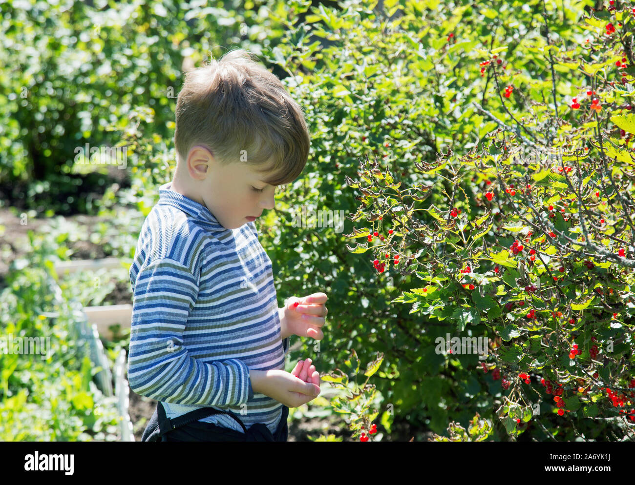 seven-year-old boy tears the berries of a red look from a bush in a garden Stock Photo