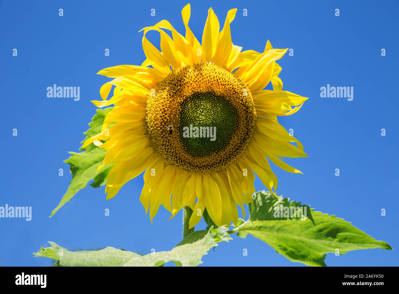 sunflower flower with bee summer day blue sky Stock Photo