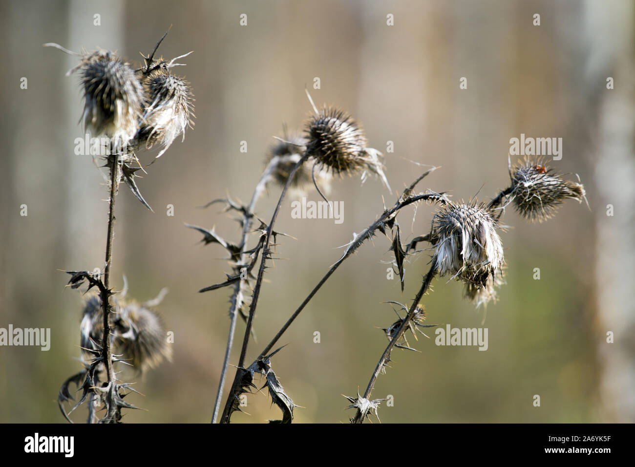 dry burdock in autumn day on forest background Stock Photo