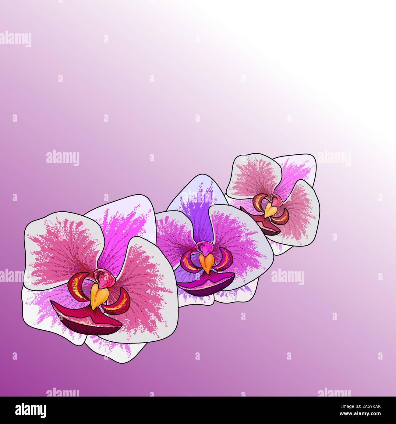 Orchid Illustration High Resolution Stock Photography And Images Alamy