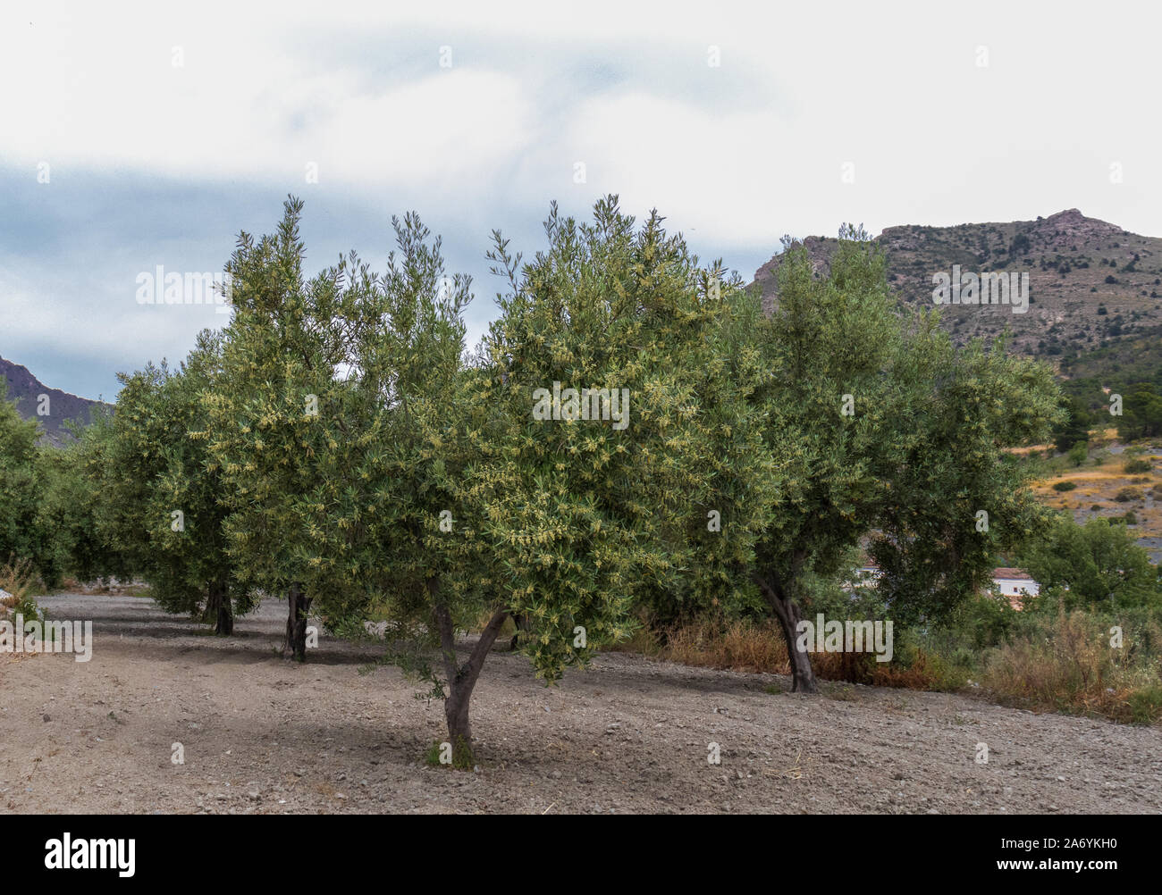 Olea europaea flower hires stock photography and images Alamy