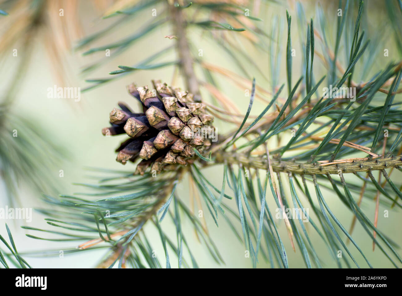 pine cone on a branch close-up on a summer day Stock Photo