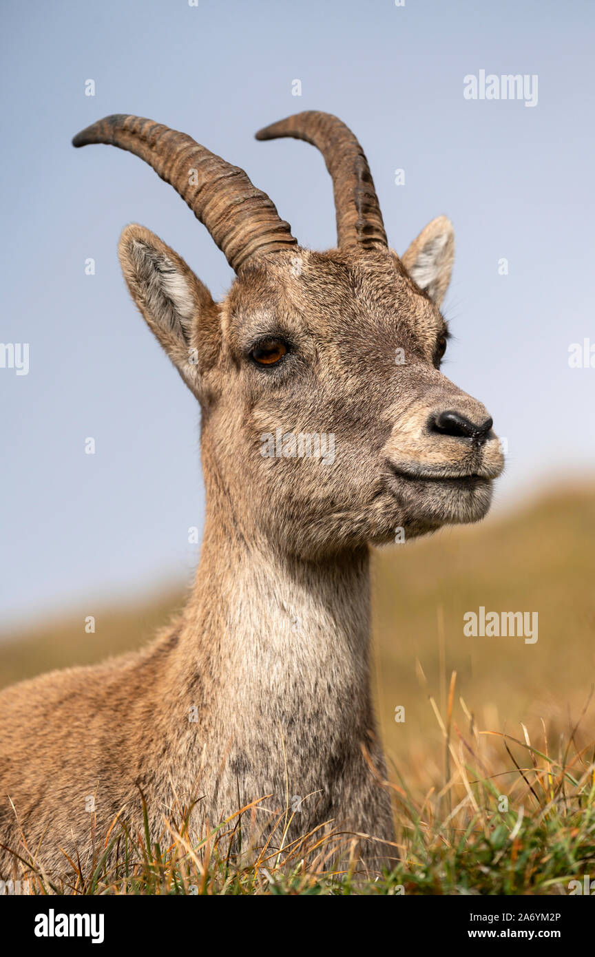 Switzerland, Lucerne, Mount Pilatus, Alpine ibex, Capra ibex, animal, wildlife, fog, alps, alpine, alps, bernese Stock Photo