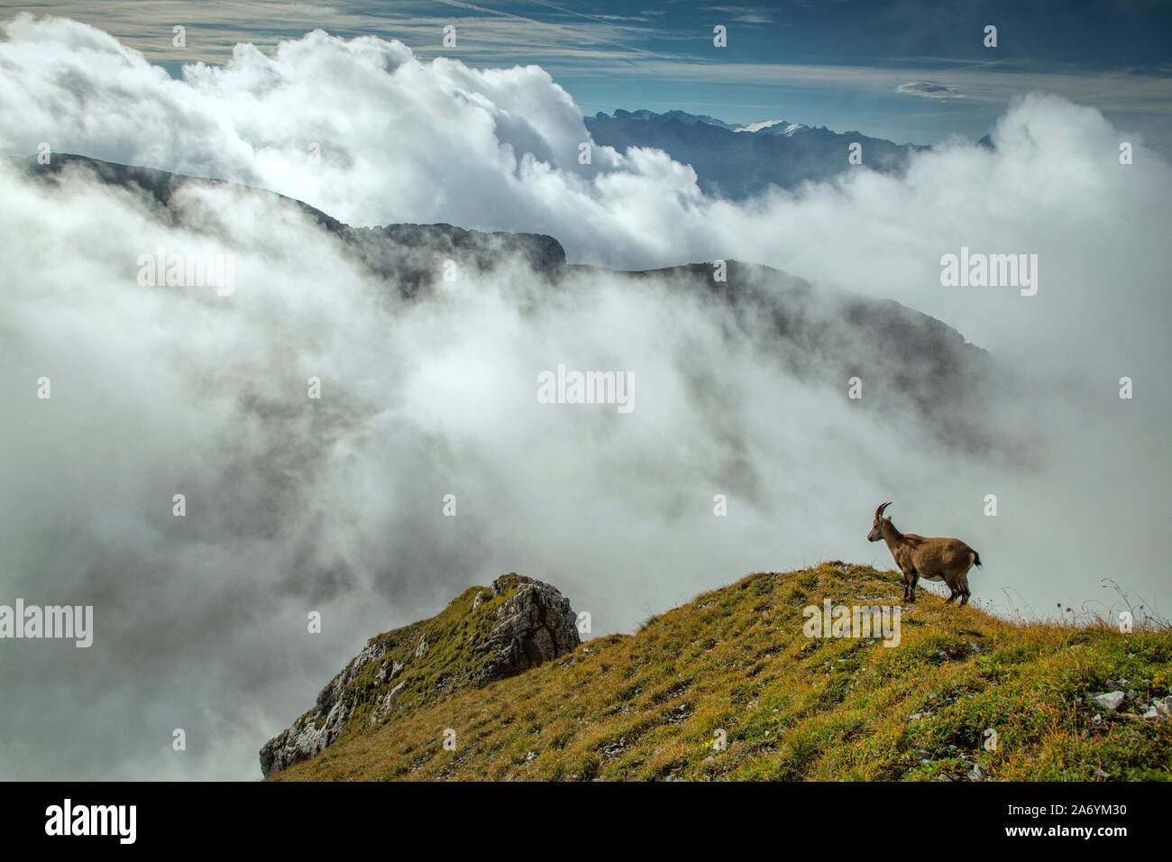 Switzerland, Lucerne, Mount Pilatus, Alpine ibex, Capra ibex, Stock Photo