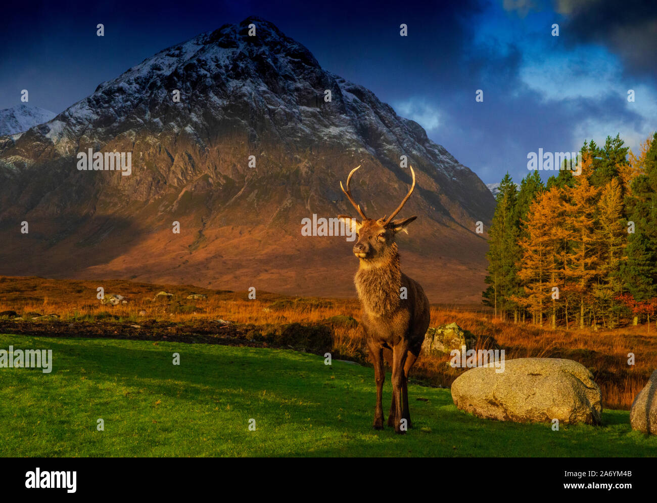 Red Deer Stag, kingshouse, Glencoe, Lochaber, Highlands, Scotland, UK. Stock Photo