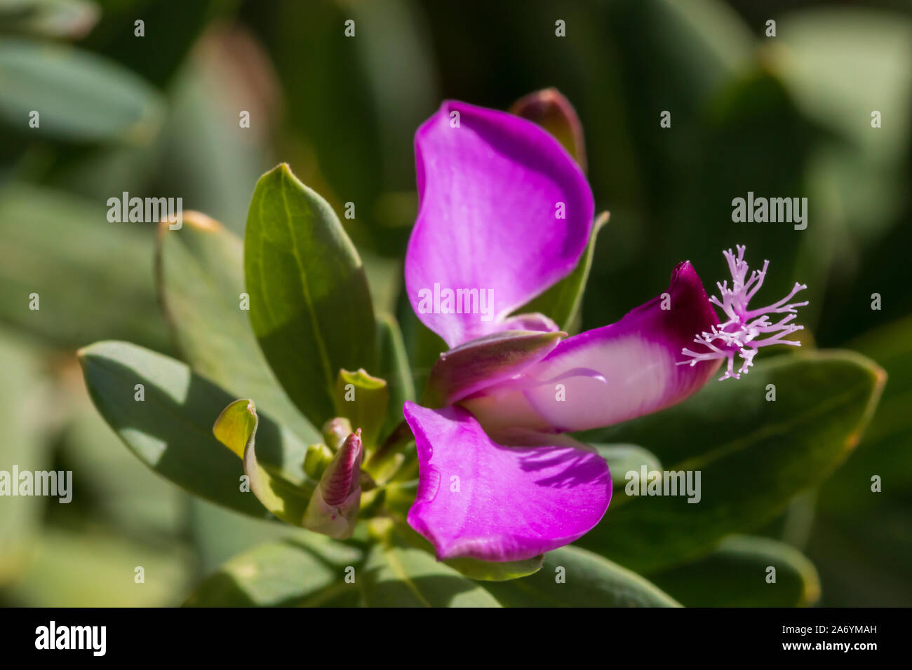 Polygala myrtifolia, Sweet Pea Shrub Stock Photo