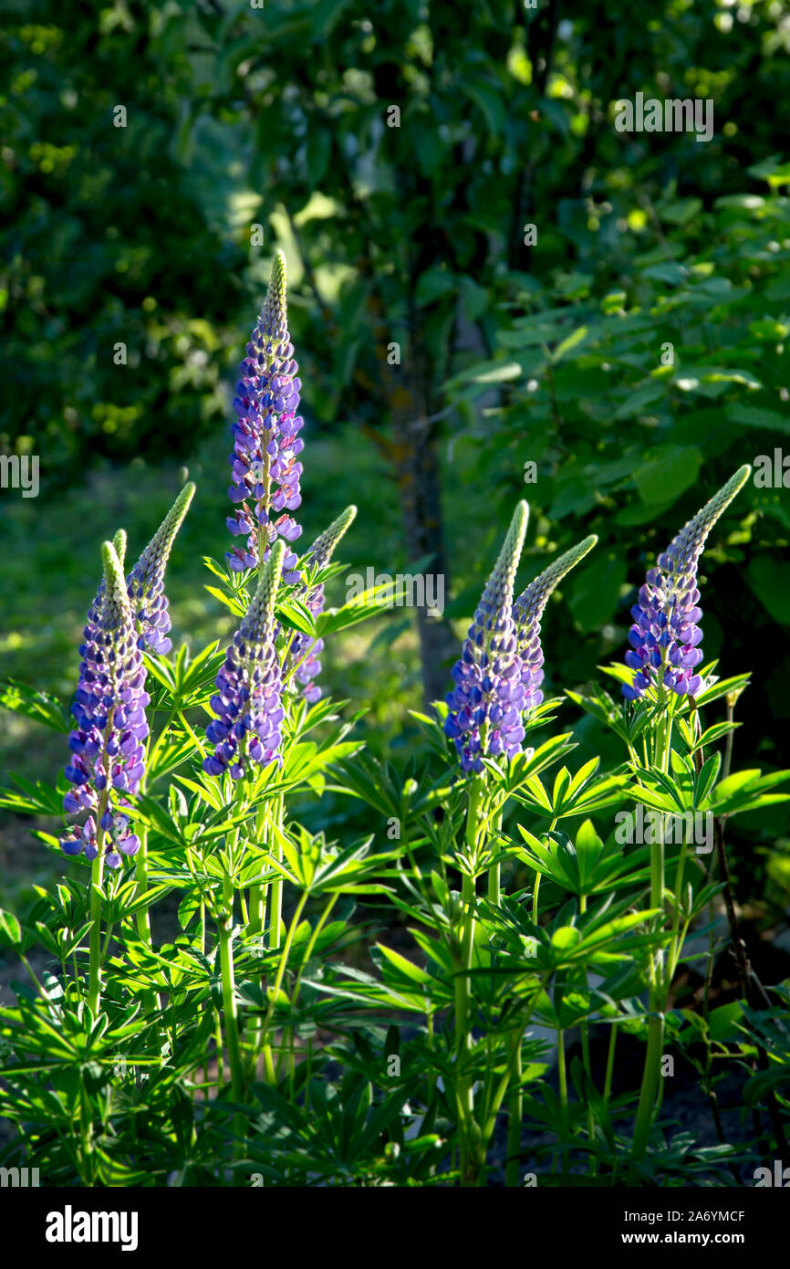 purple flowers lupine on a bed on a summer day in the rays of the setting sun Stock Photo