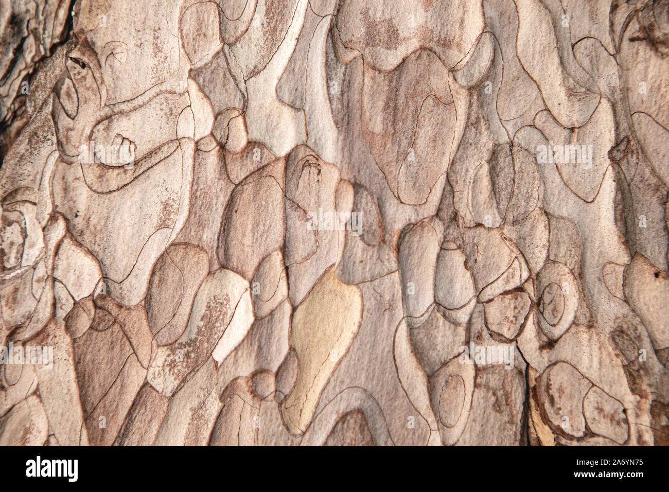 Close-up of grunge textured old pine tree bark texture. Abstract nature background for design, decor and skins. Stock Photo