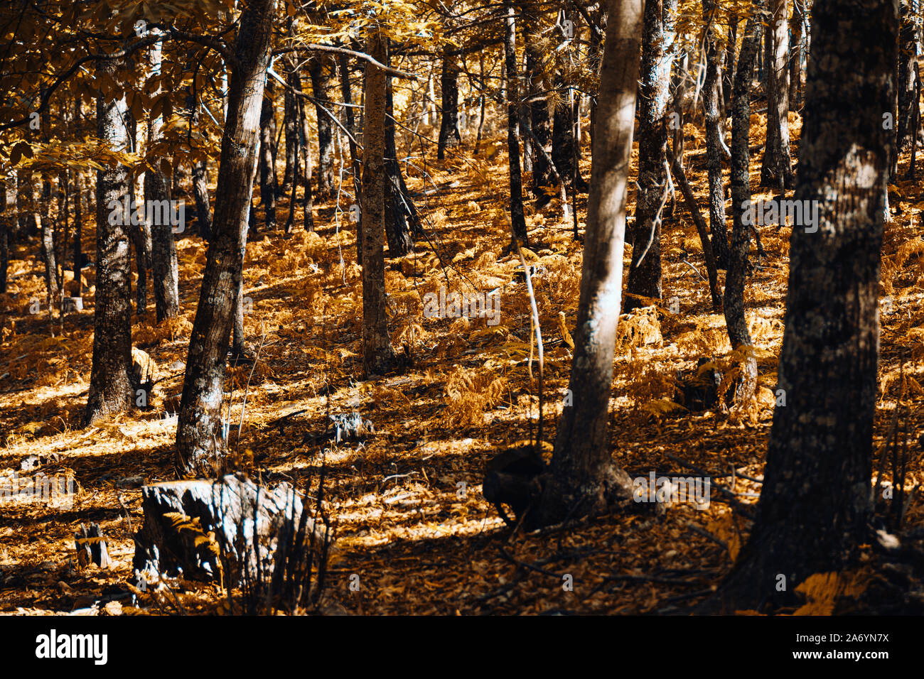 Autumn chestnut forest in Spain with warm colors and ferns Stock Photo