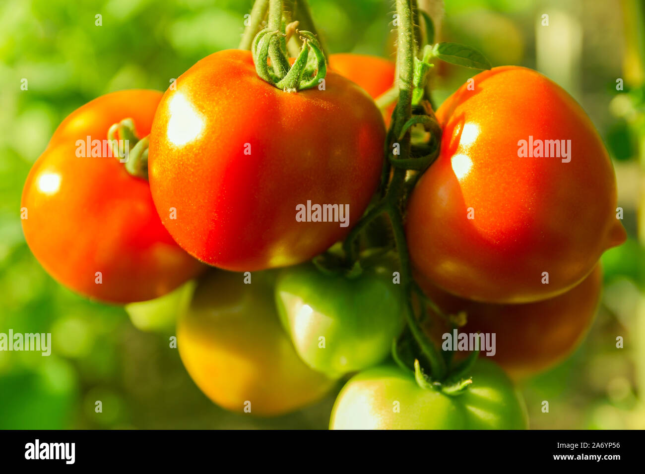 Bunch of fresh red tomatoes on a green farmer bed Stock Photo Alamy