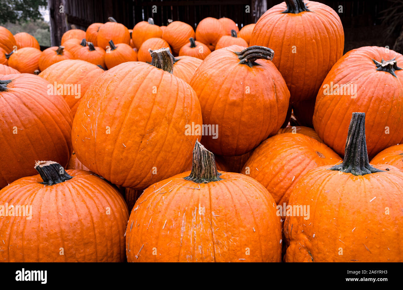 Piles of pumpkins at Waldens Pumpkin Farm Stock Photo