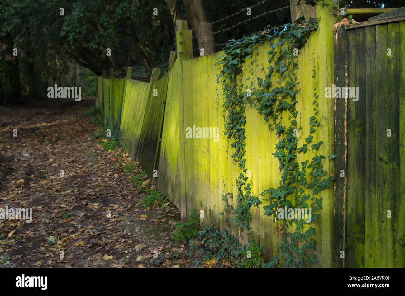 Ivy covered fence and trees hi-res stock photography and images - Alamy