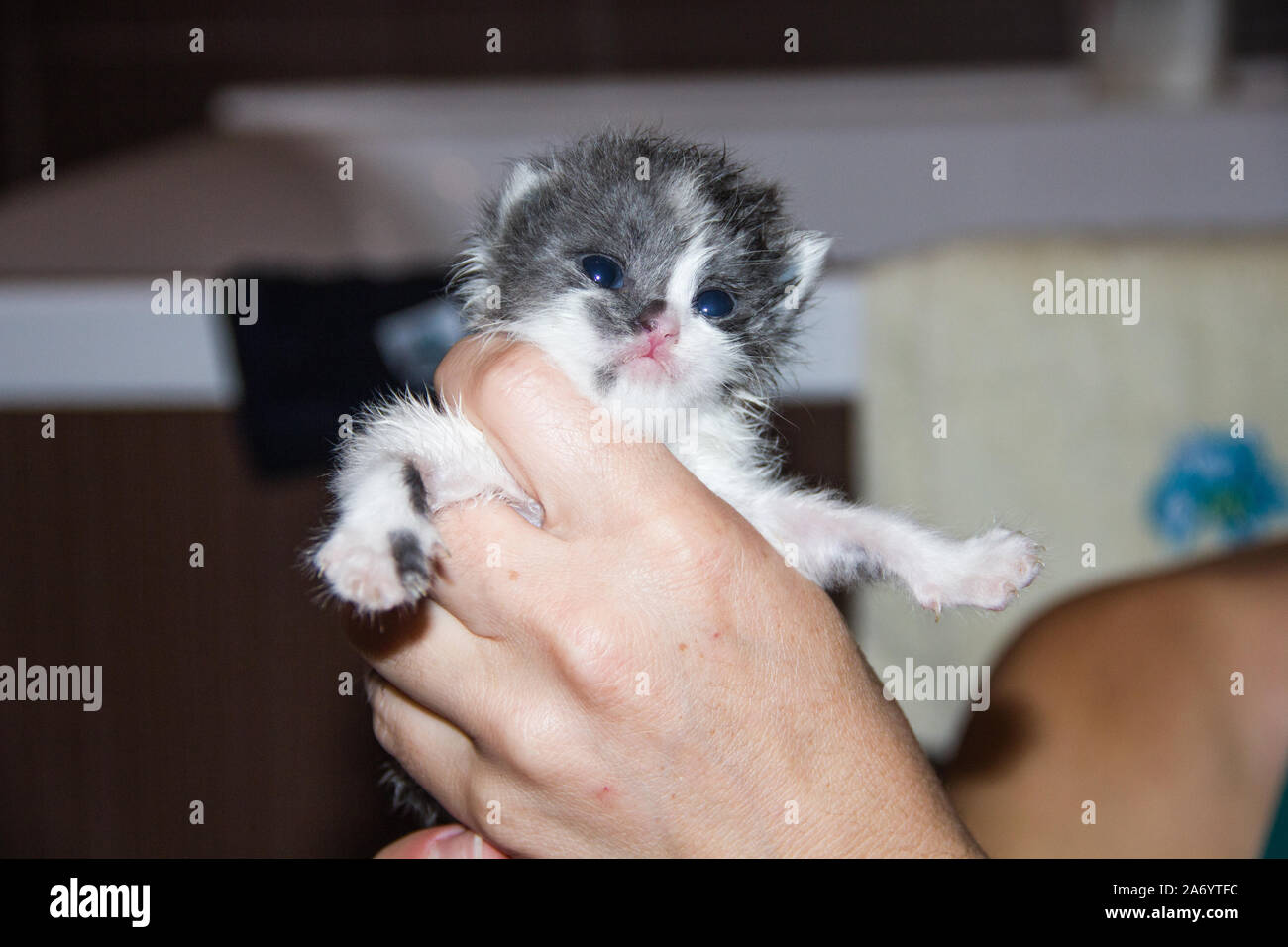 little black and white kitten in hands Stock Photo