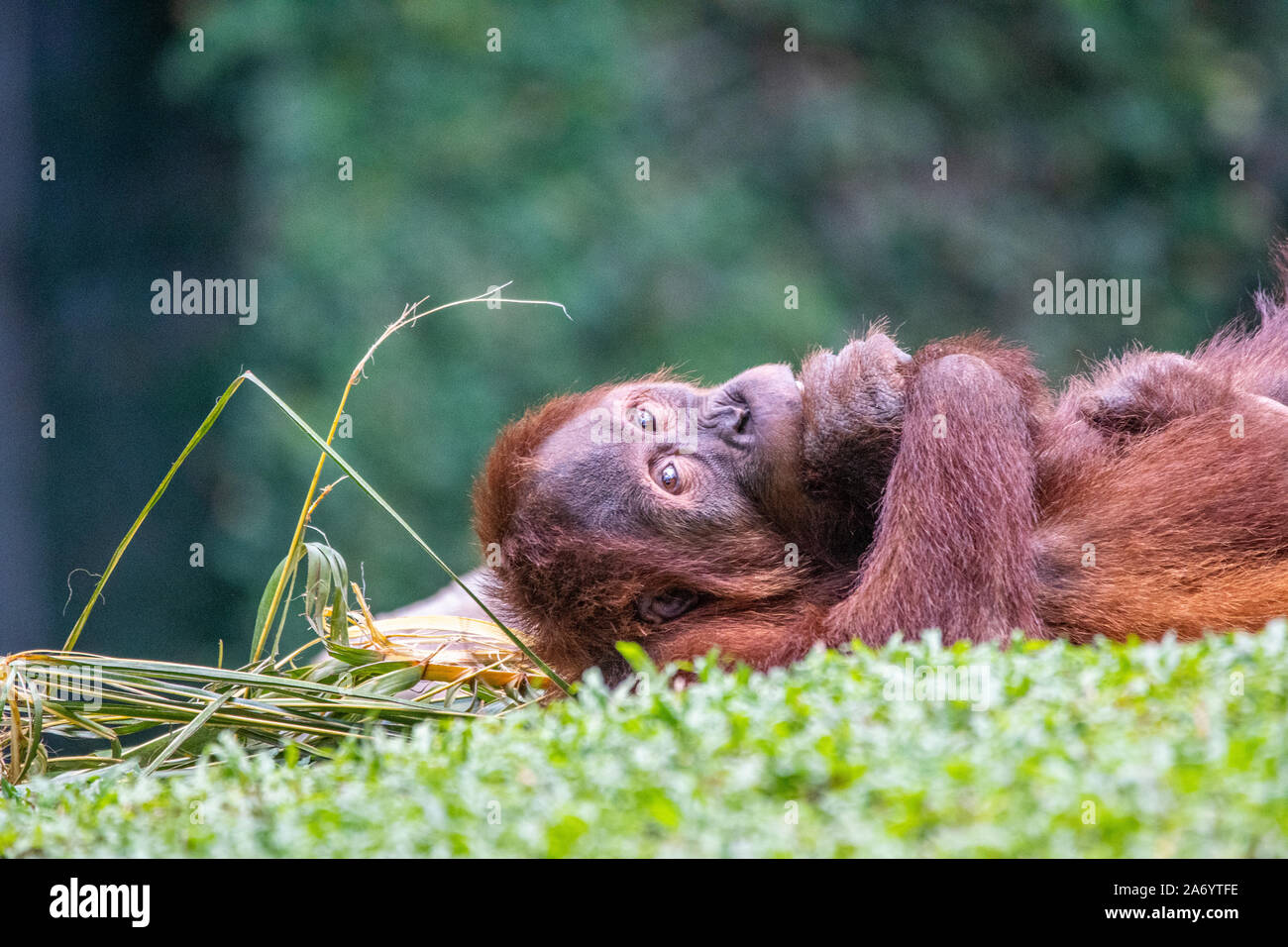 Orangutan lying on grass patch with a lazy expression at the Singapore Zoo Stock Photo