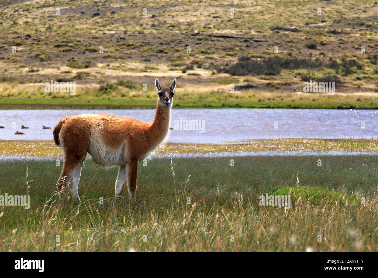 Chile, Patagonia, Torres del Paine National Park (UNESCO Site), Guanaco Stock Photo